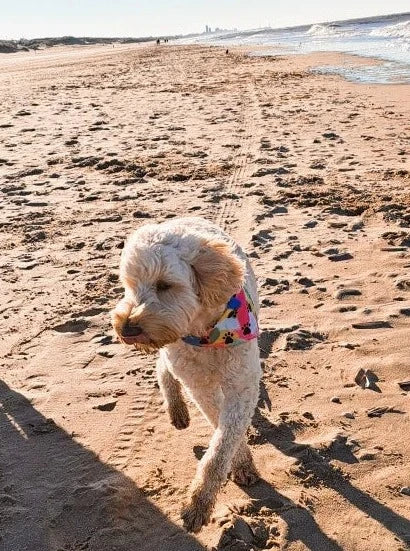 Dog Bandana